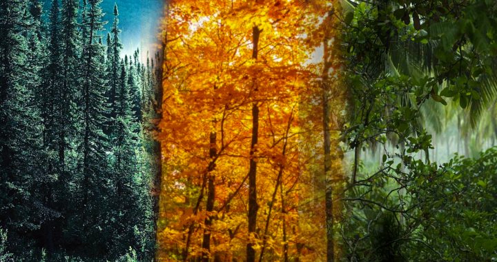 Exploring 3 Forest Types and Their Distinct Habitats